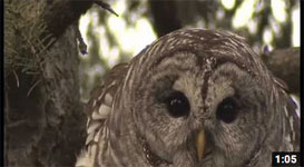 Video thumbnail image of a barred owl in closeup